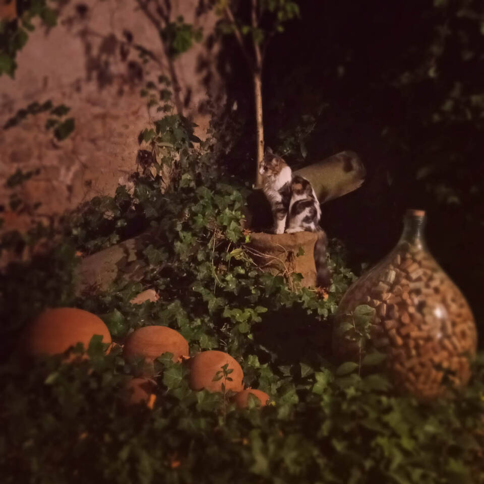 Gatto nella notte in un giardino romantico, sfere di terracotta, damigiana con tappi di vino